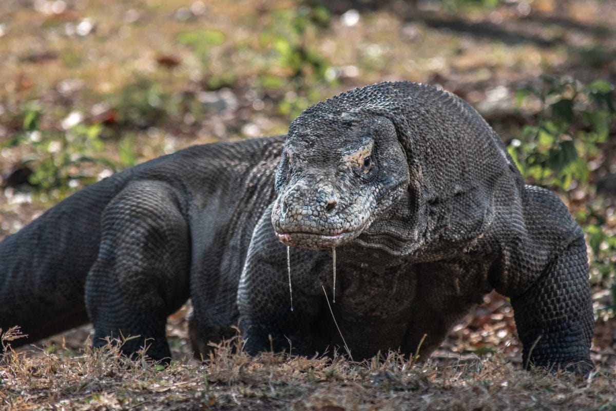 what is indonesia famous for - komodo dragon close up