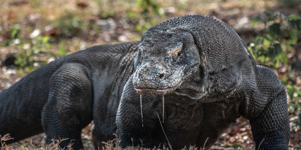 Komodo National Park The Last Vestige Of A Jurassic World