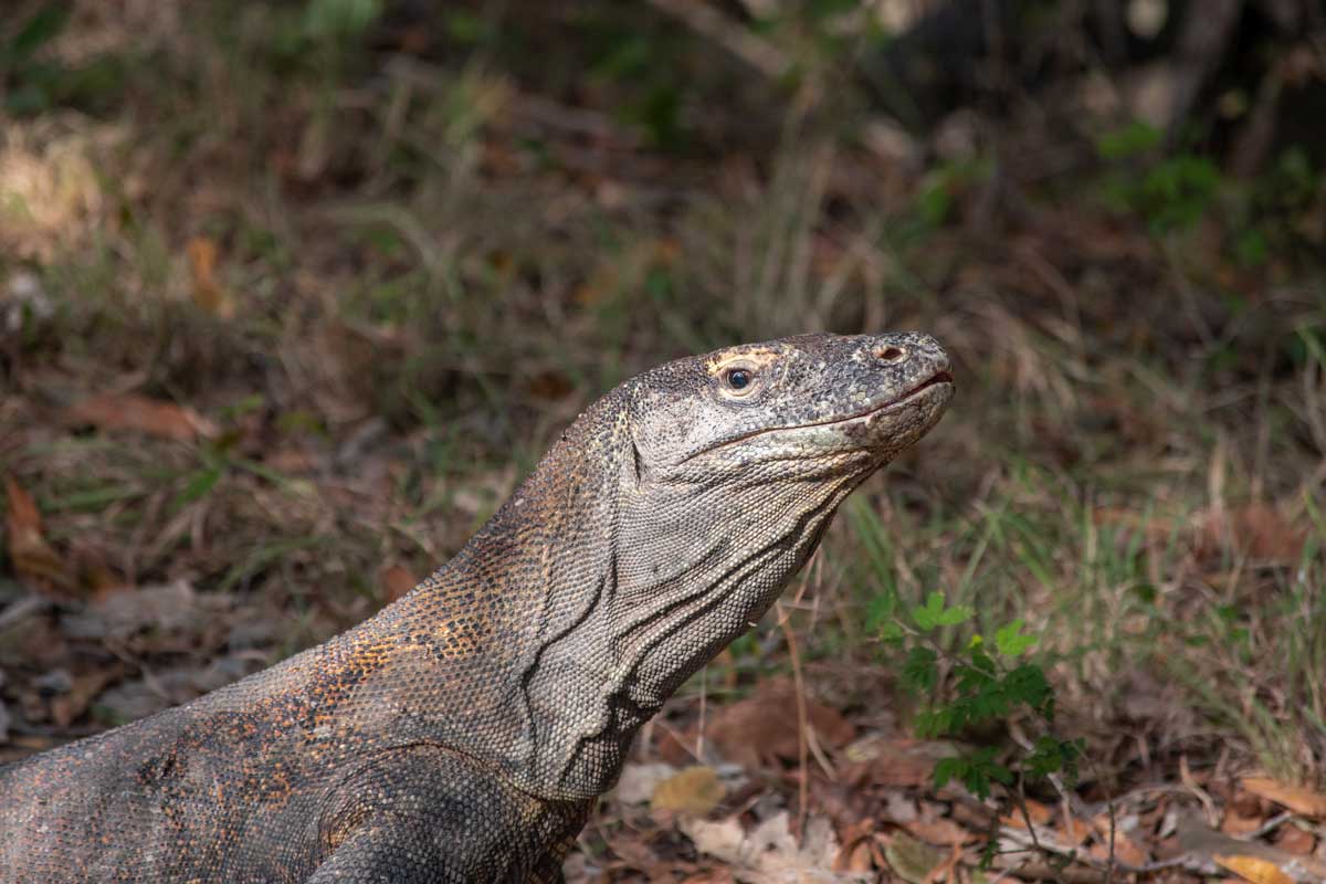 labuan bajo trip - small dragon