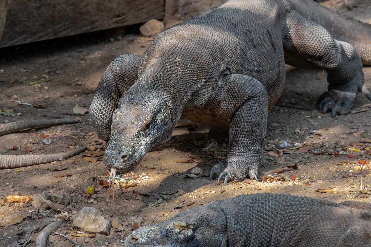 labuan bajo trip - medium dragon