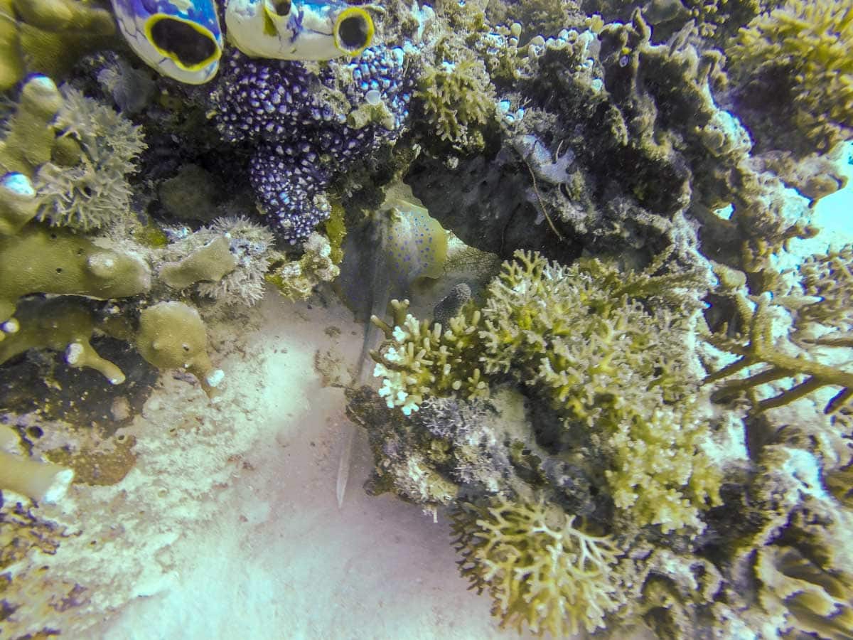 komodo diving - stingray here