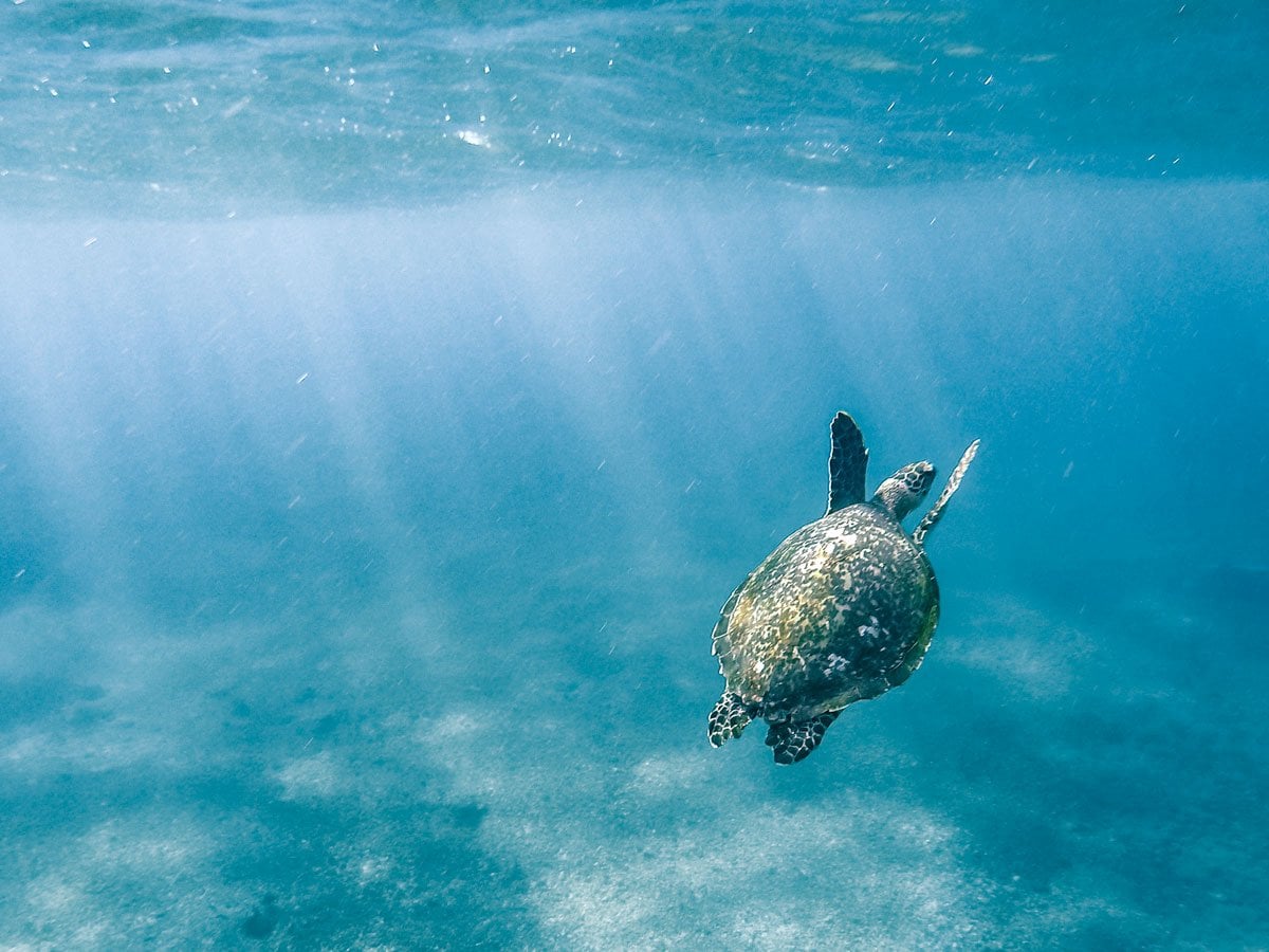 komodo diving - hello turtle