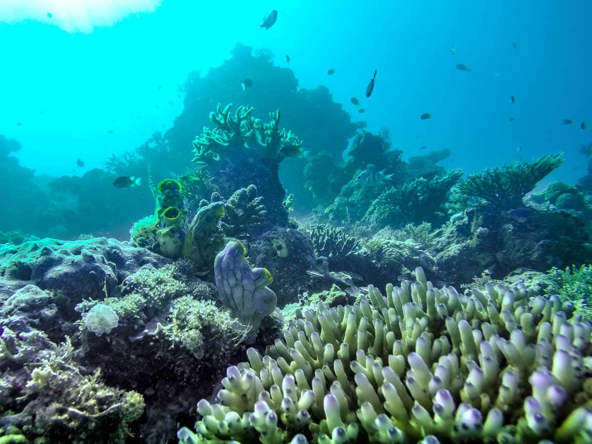 komodo diving - coral jungle