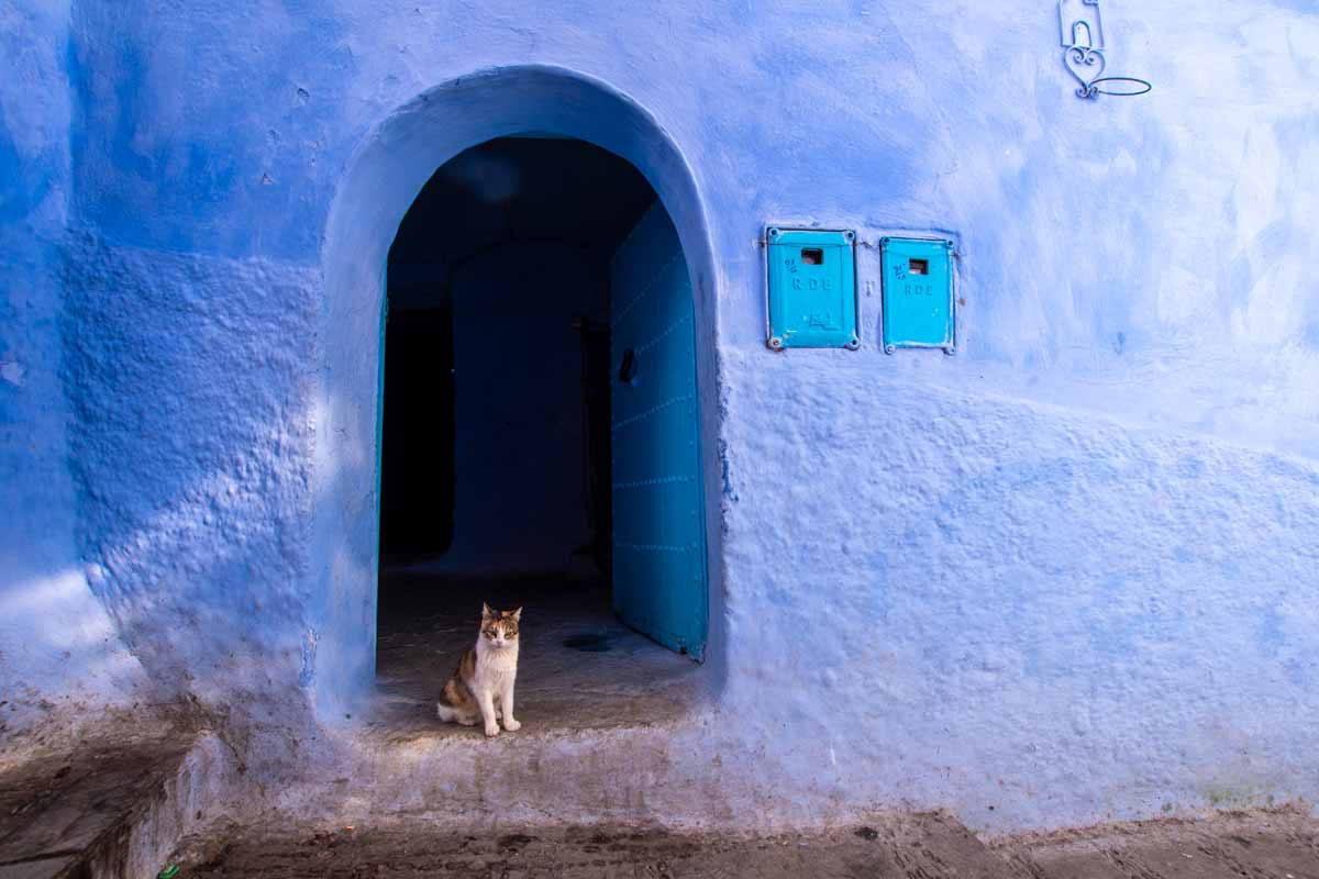 chefchaouen photo guide cat