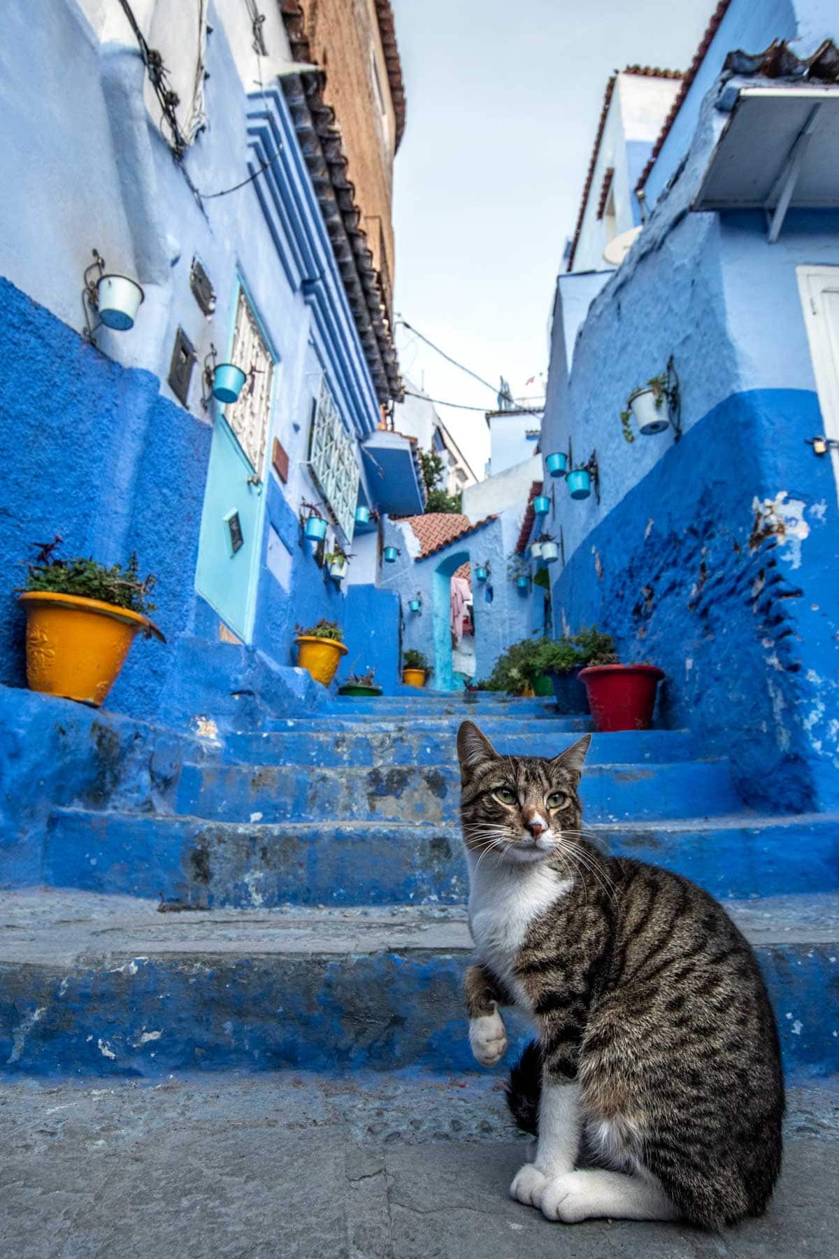  cat modeling in front of a fmaous Chefchaouen blue street