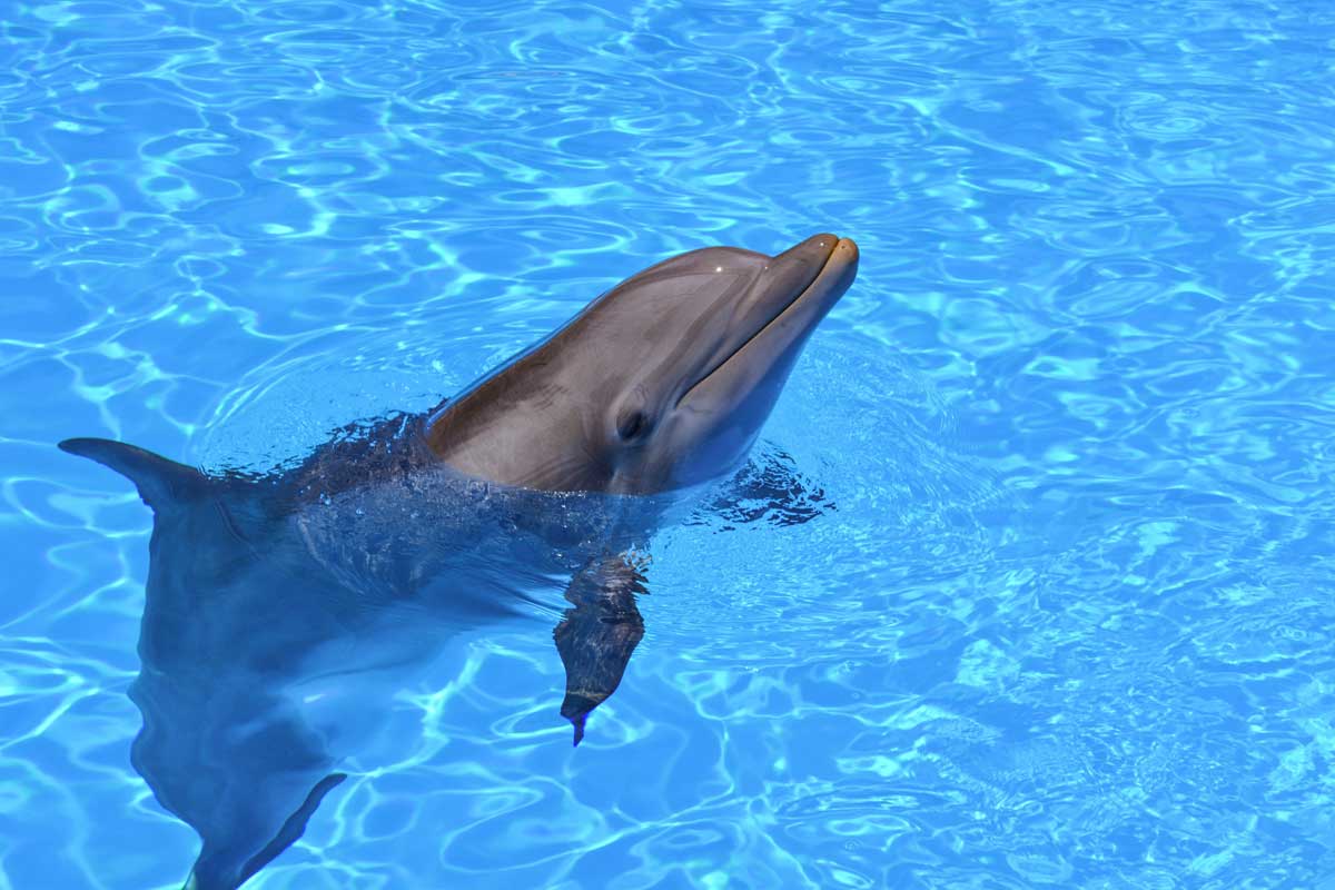 what not to do in lisbon - dolphin shows