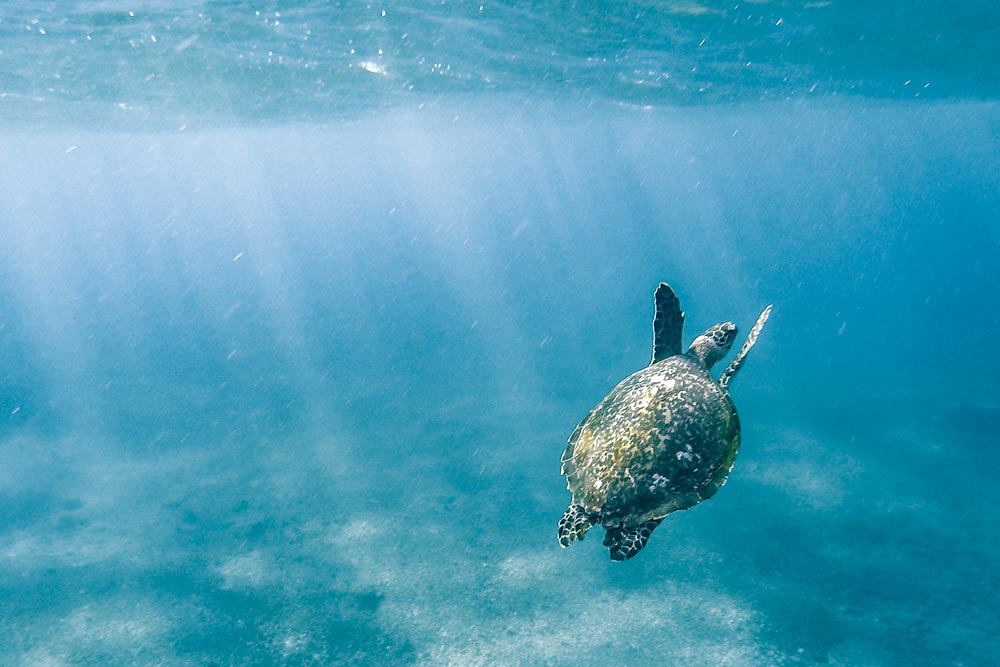 Go diving in Koh Tao