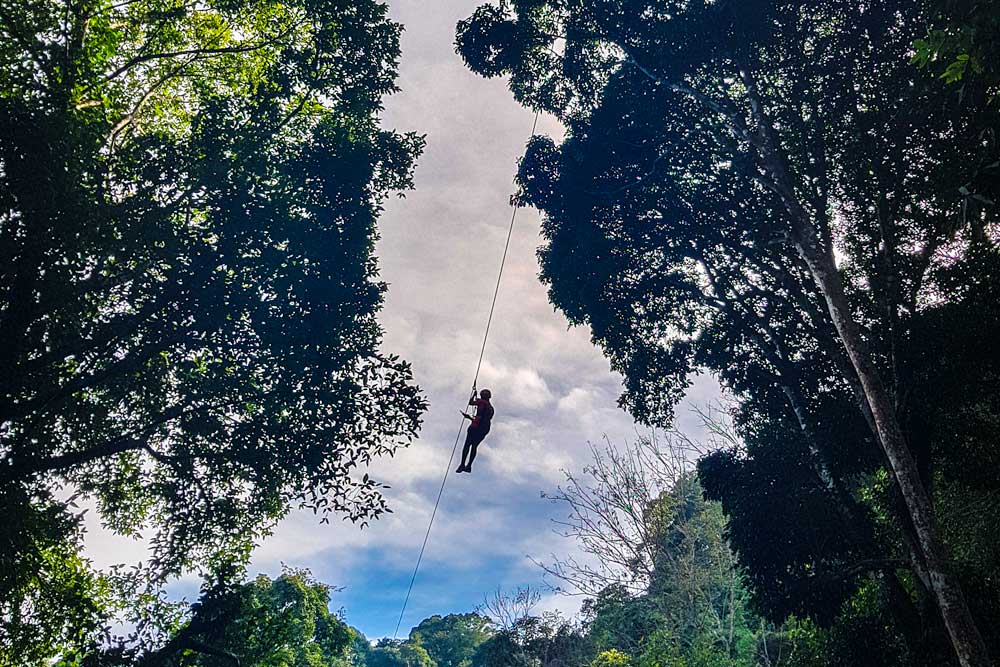 Flight of the Gibon in Chiang Mai