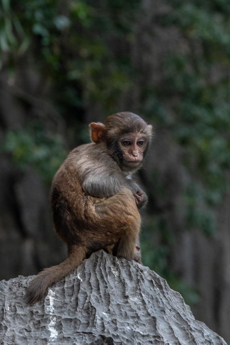 Halong Bay wildlife - monkey