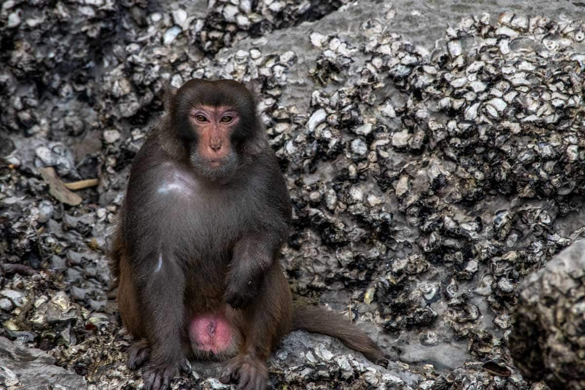 Halong Bay monkey