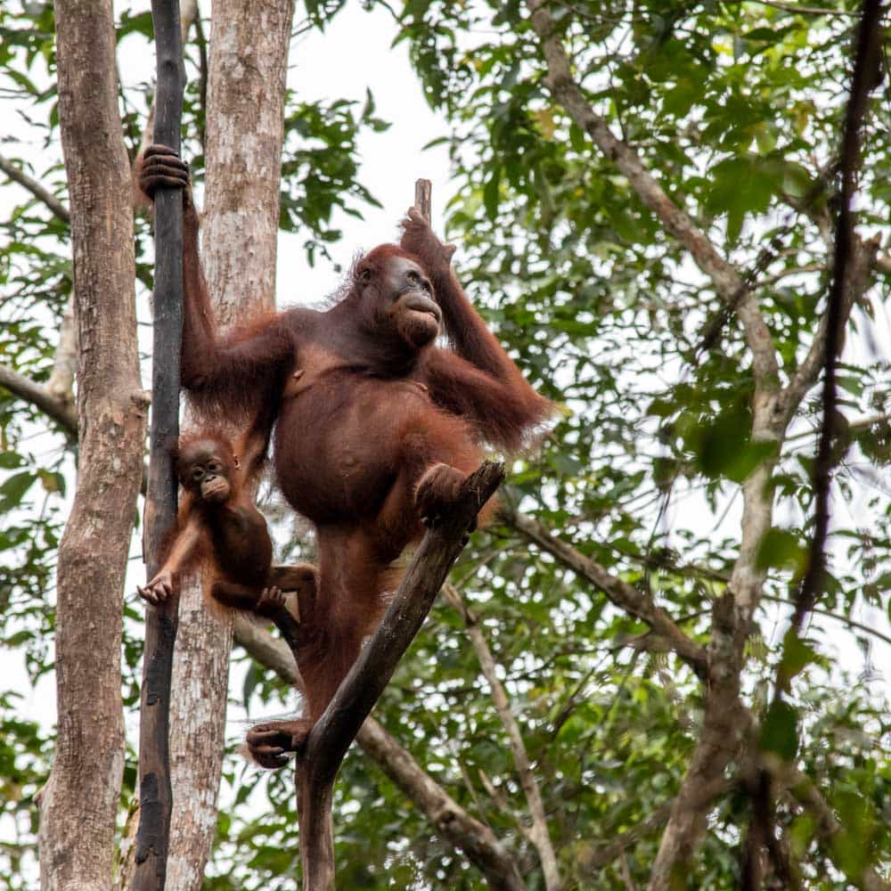 Borneo Orangutan family
