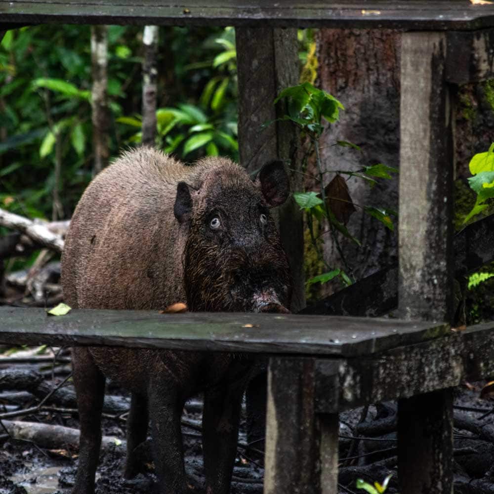 Borneo wildlife