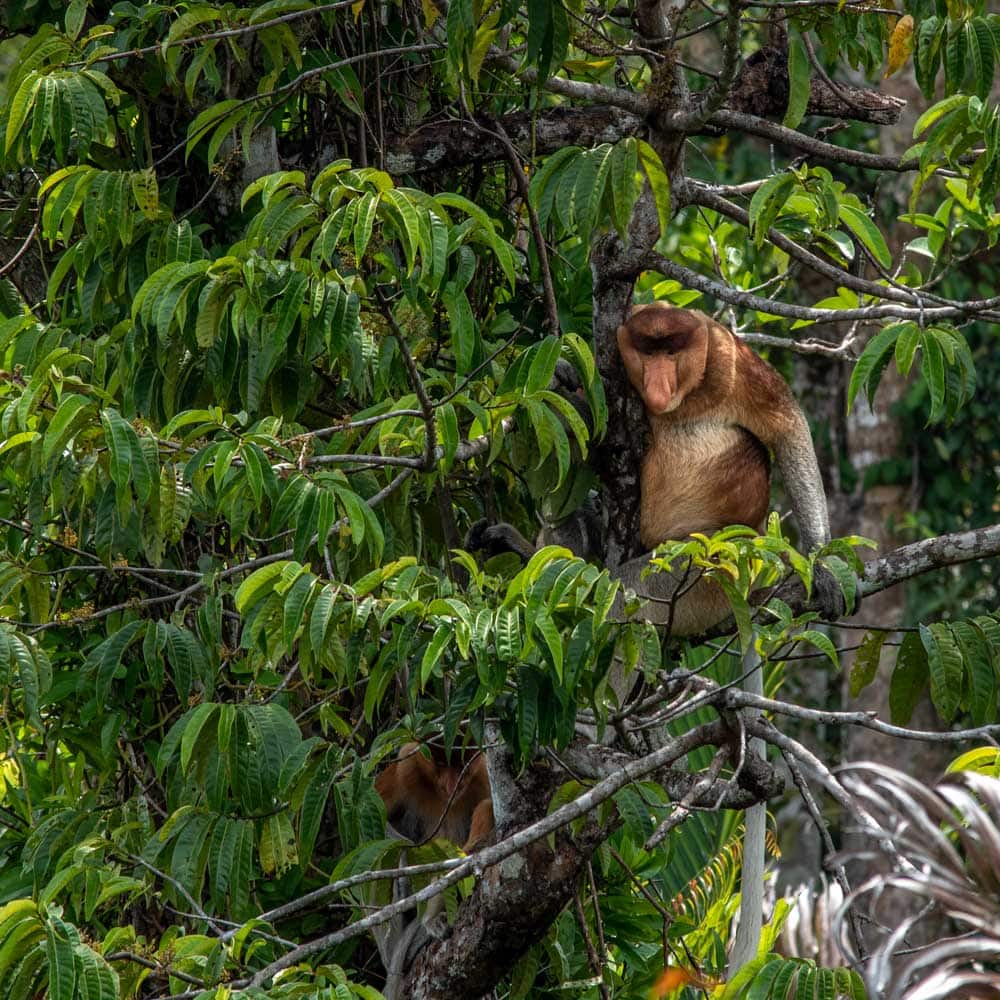 Borneo monkey