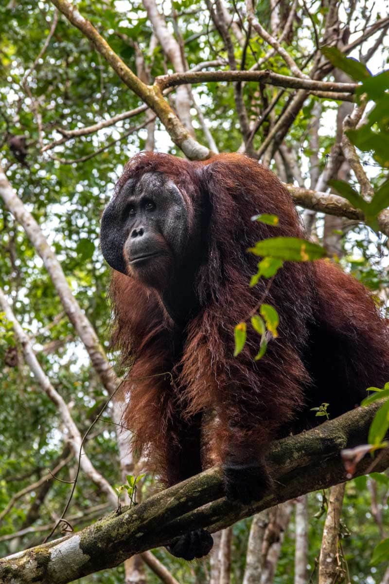 large orangutan in borneo