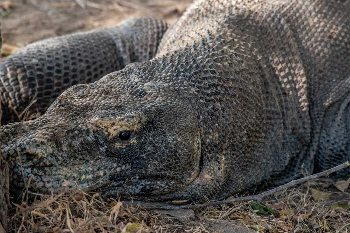 2 weeks in Indonesia - Komodo Dragon