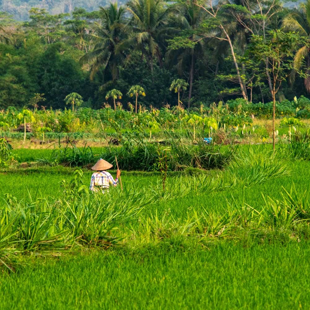 2 week Indonesia itinerary - rice farmer