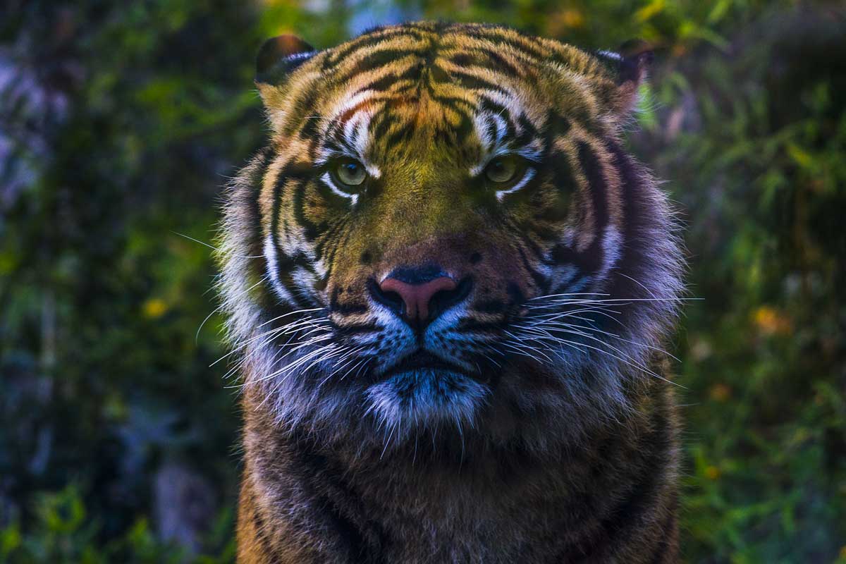 Sumatran Tiger