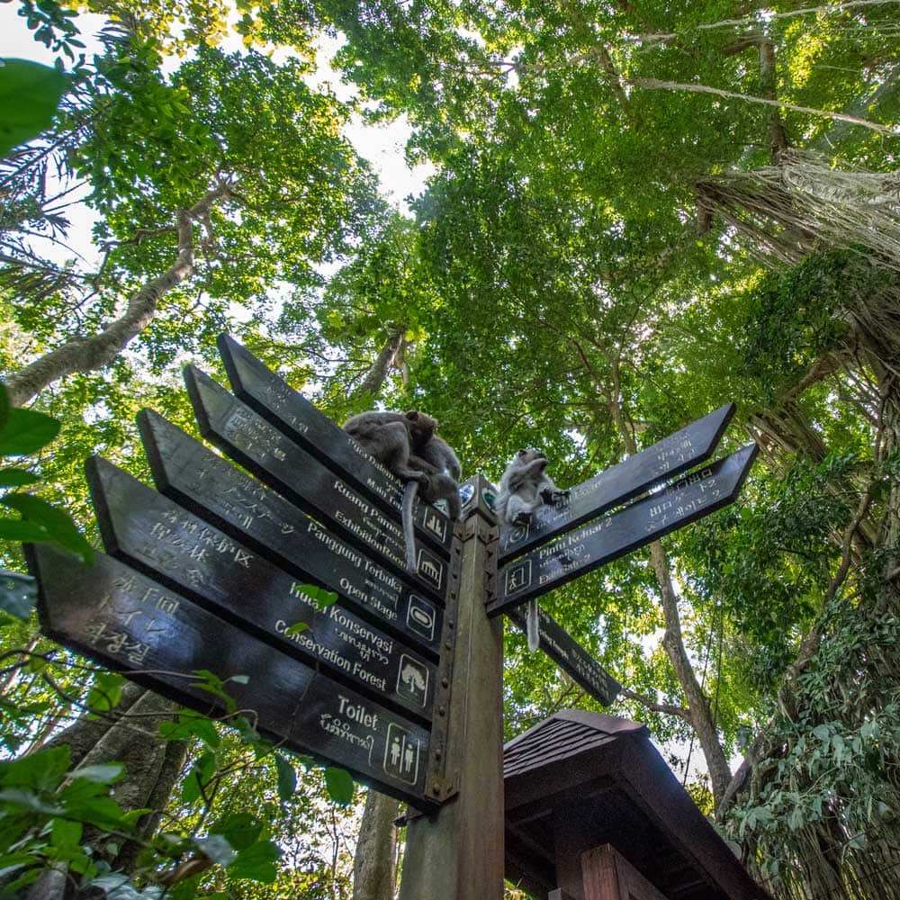 2 week Indonesia itinerary - visit Ubud's monkey forest