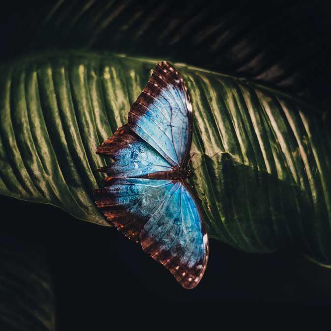 Butterfly close up