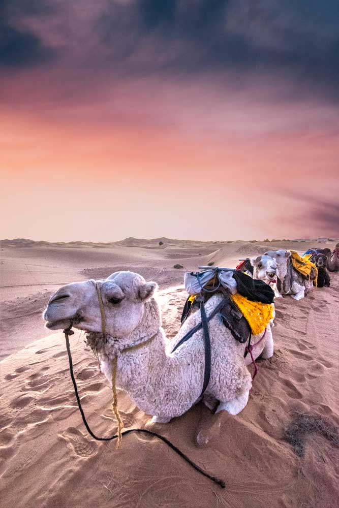 camel chilling in the desert at sunruse