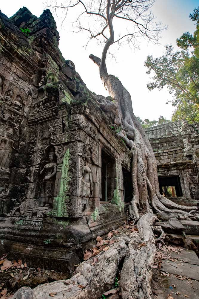 angkor-wat-itinerary-ta-prohm