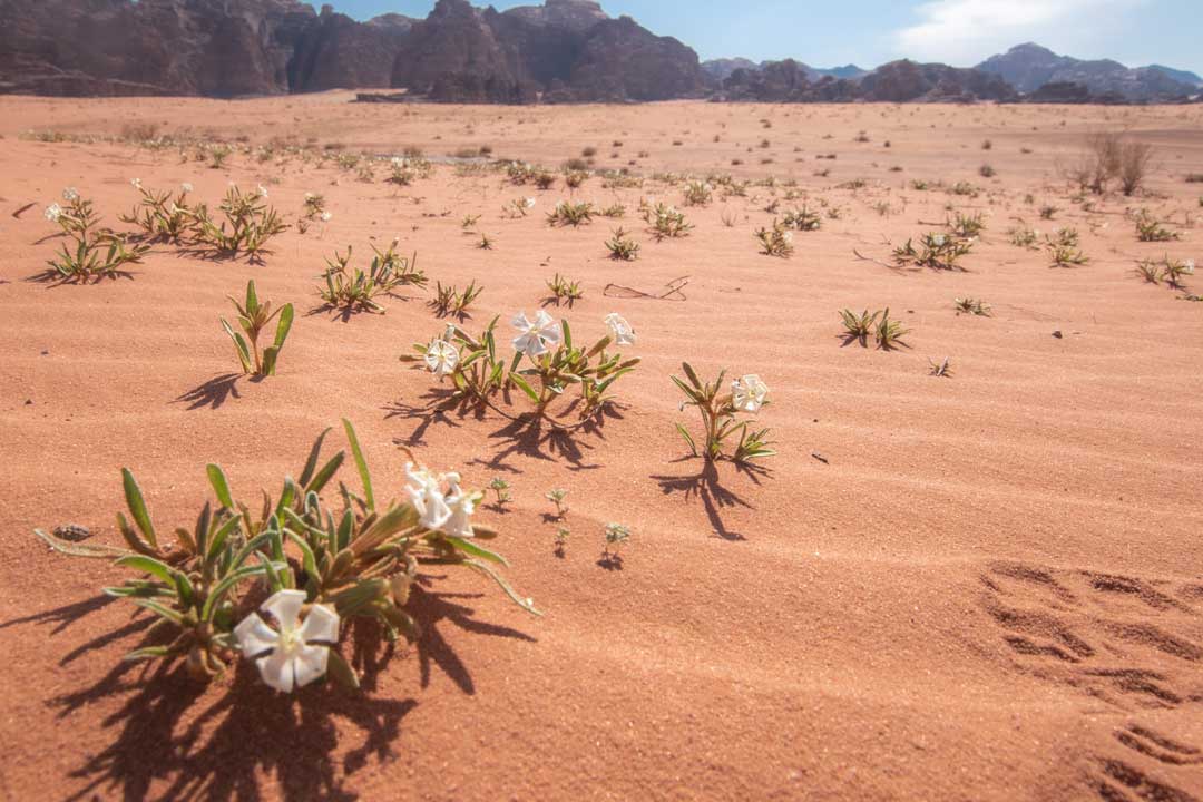 best-time-to-visit-wadi-rum