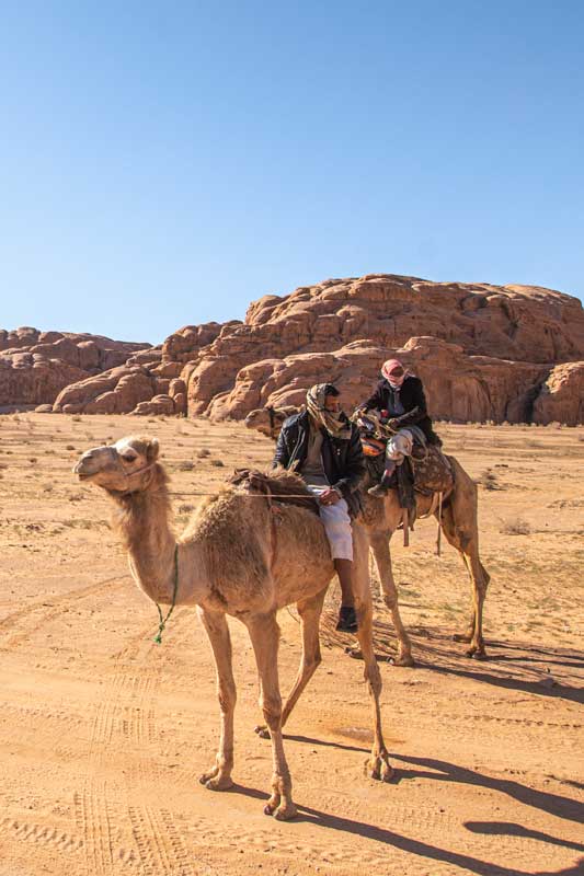 camels-in-wadi-rum