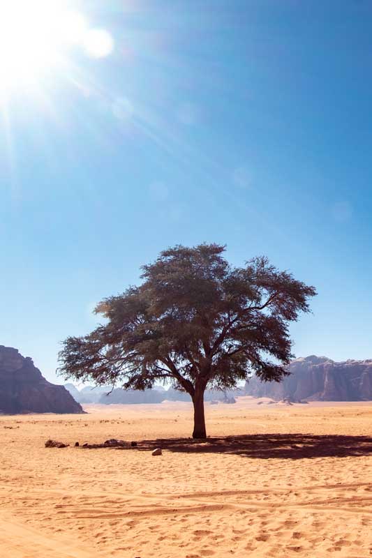 camping-in-wadi-rum-lawrances-spring