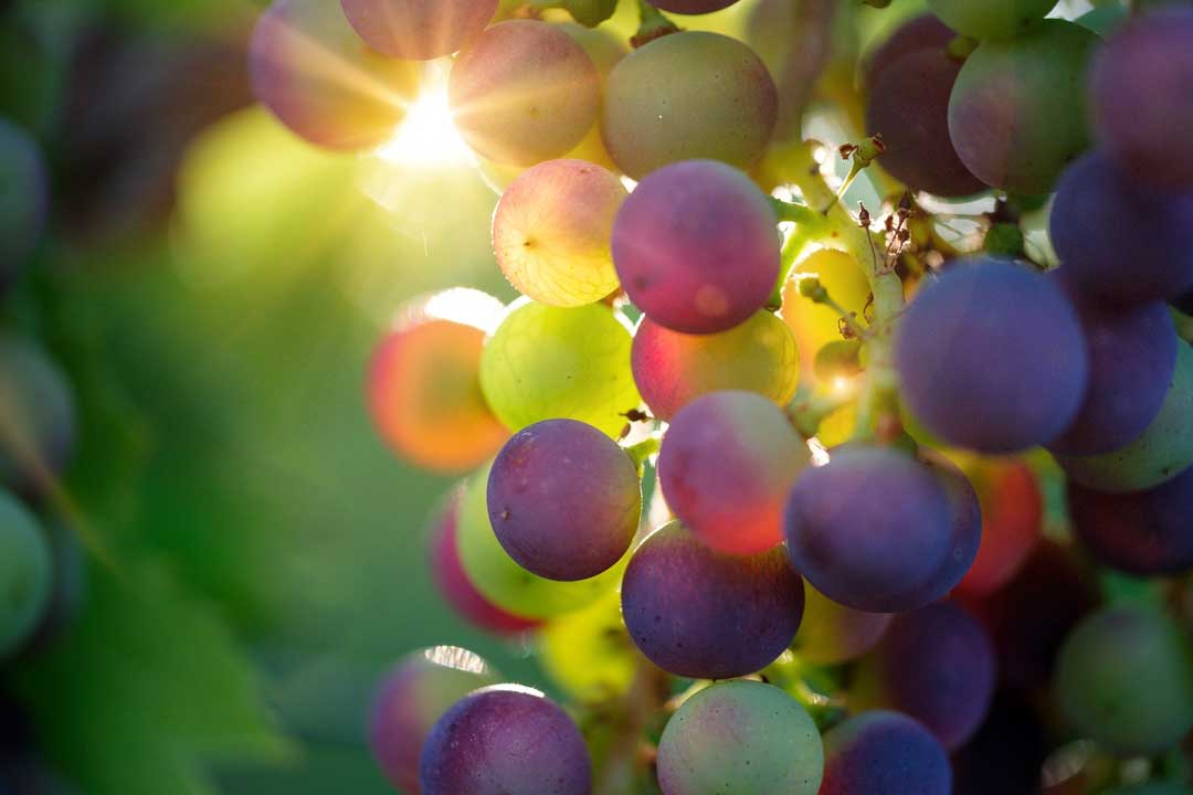 grape-up-close