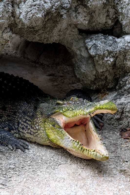 croc-temple-in-bangkok