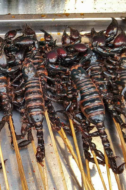 scorpions-on-a-stick