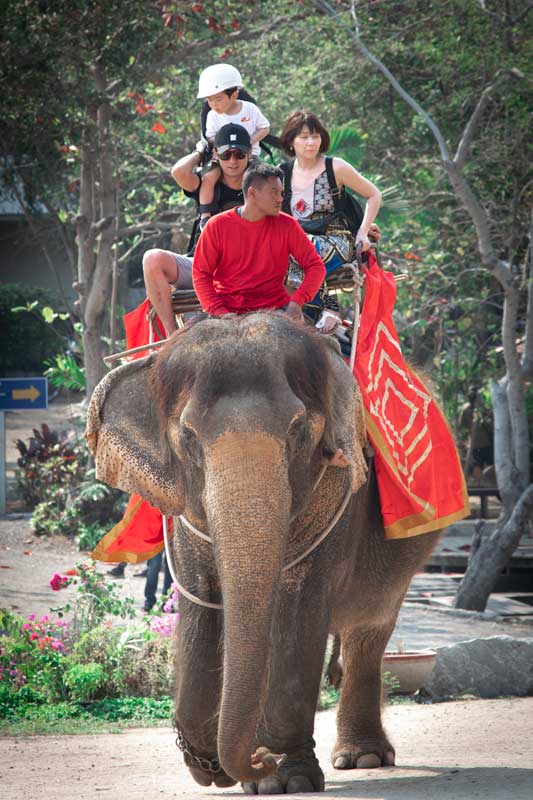 tourist-riding-an-elephant