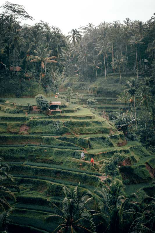 bali-rice-terraces