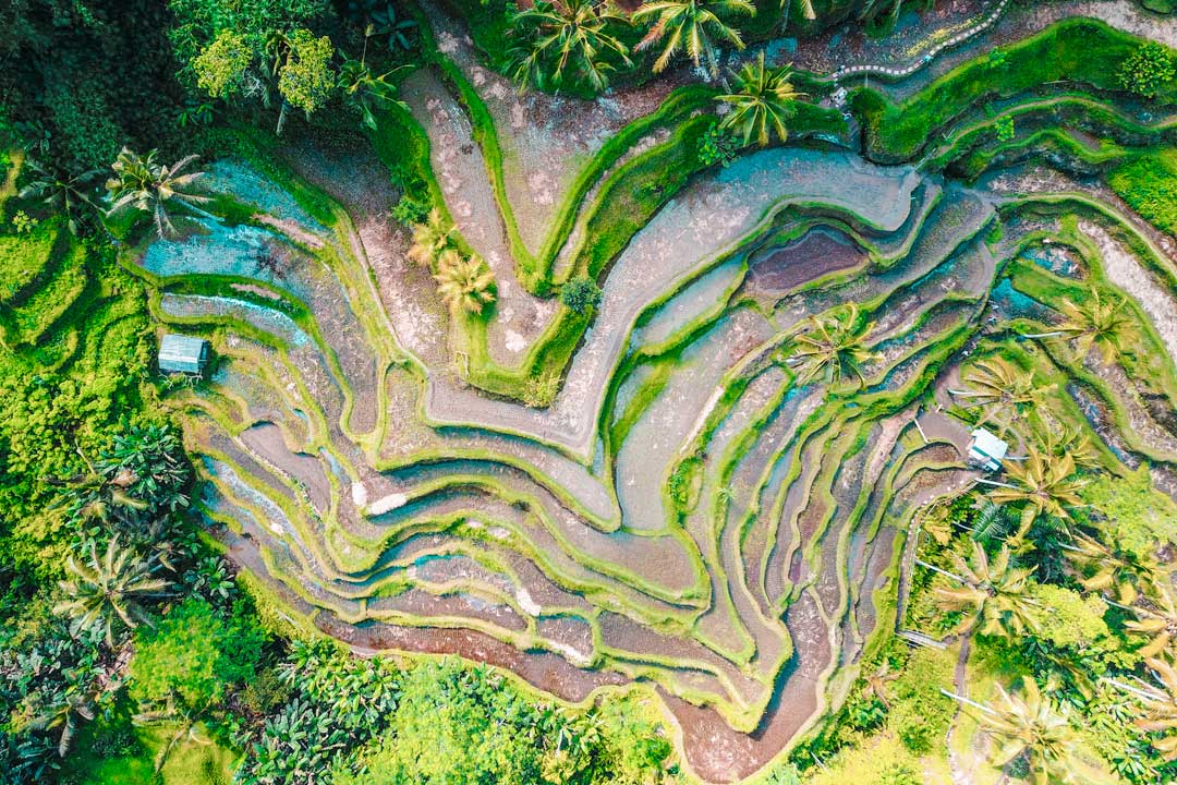 bird-eye-view-bali-rice-terraces