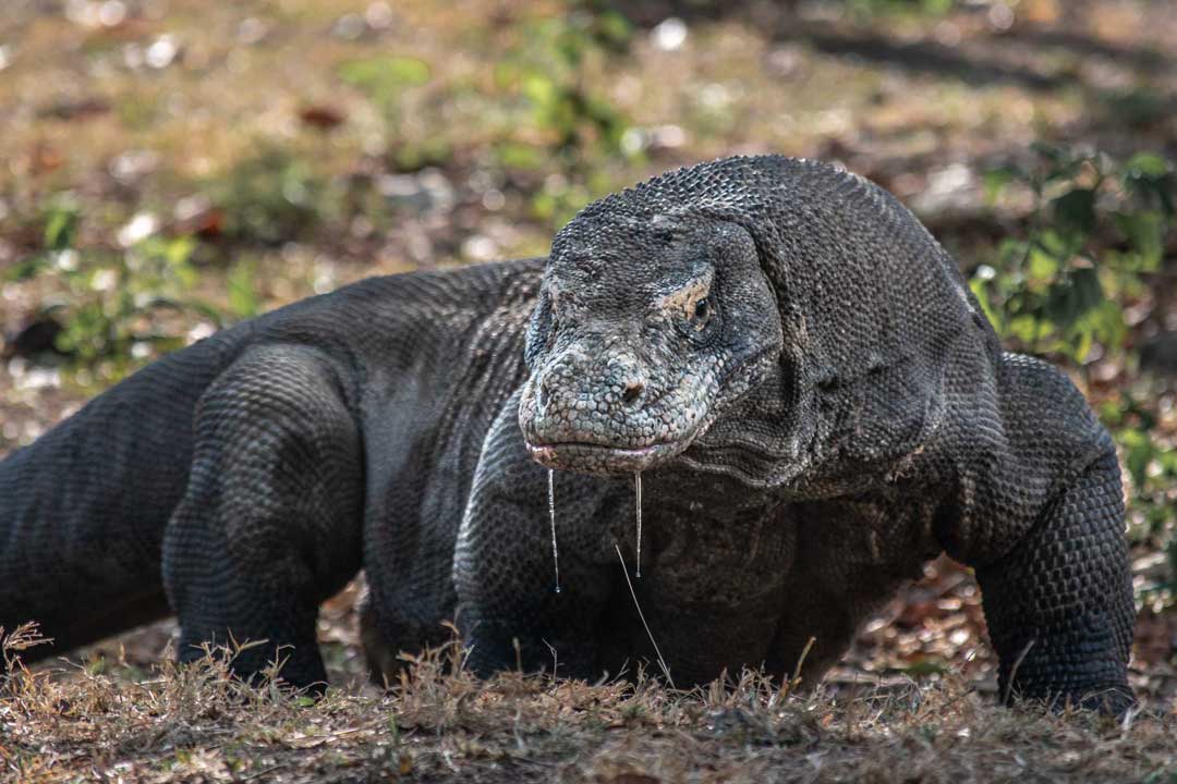 komodo dragon portrait