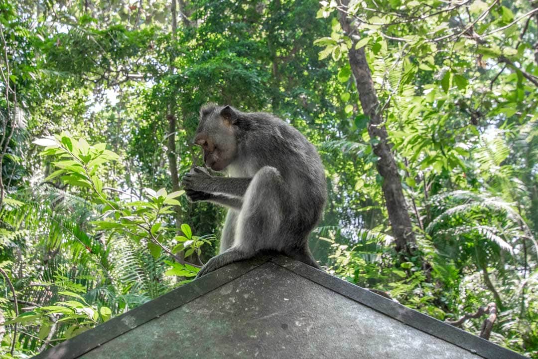 monkey-forest-in-Ubud