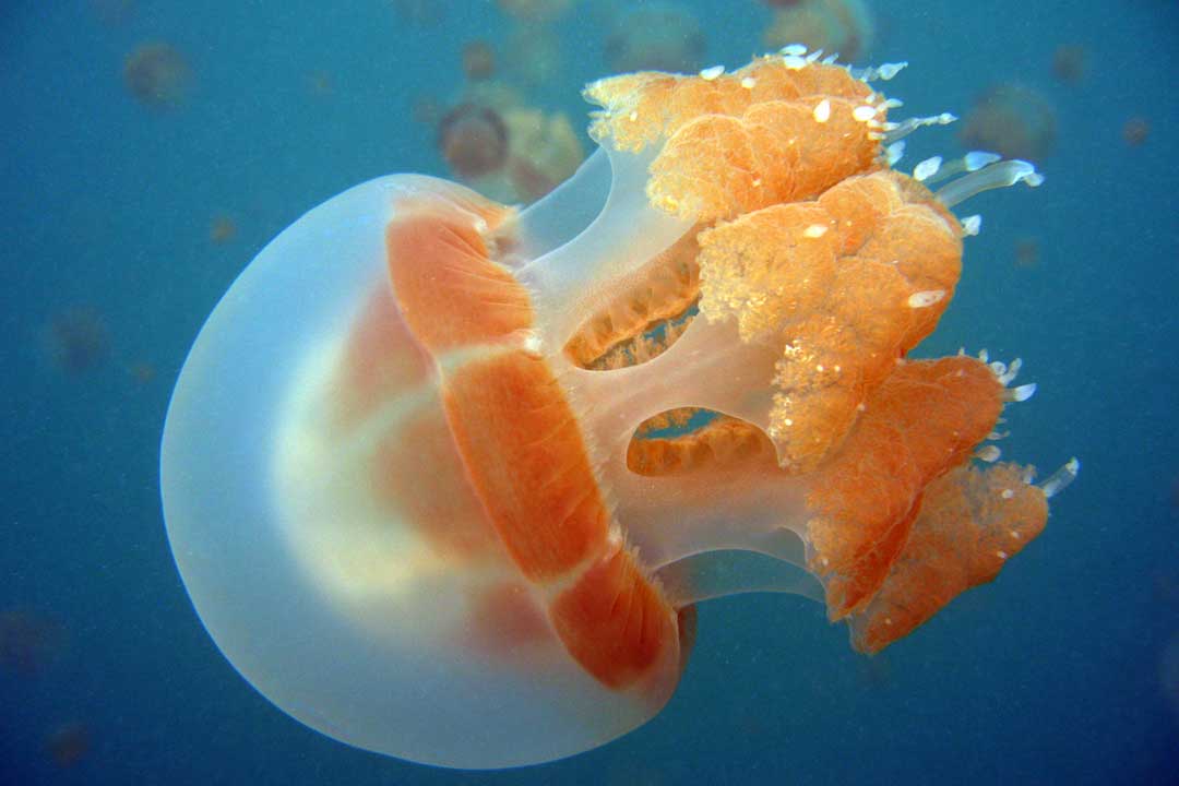 stingless-jellyfish-in-kakaban-lake