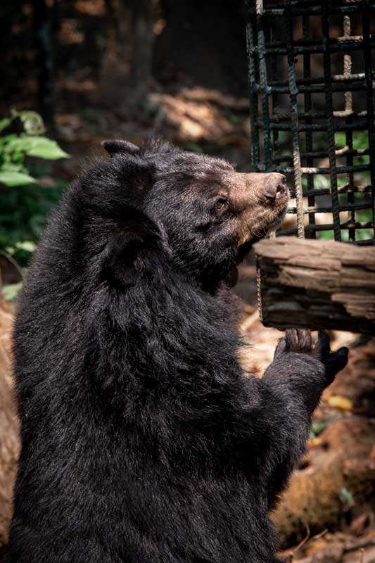 2-days-in-luang-prabang-itinerary---moon-bear