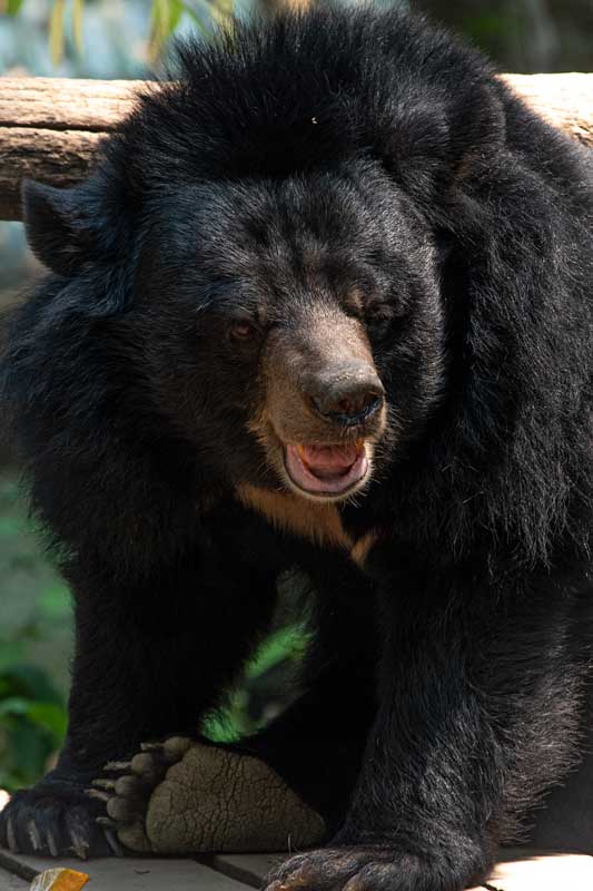 moon-bear-in-kuang-si-bear-sanctuary