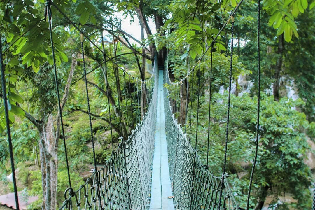 jungle bridge surrounded by jungle