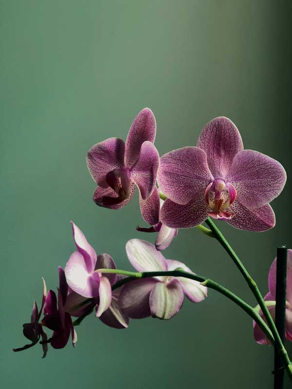 orchid-close-up