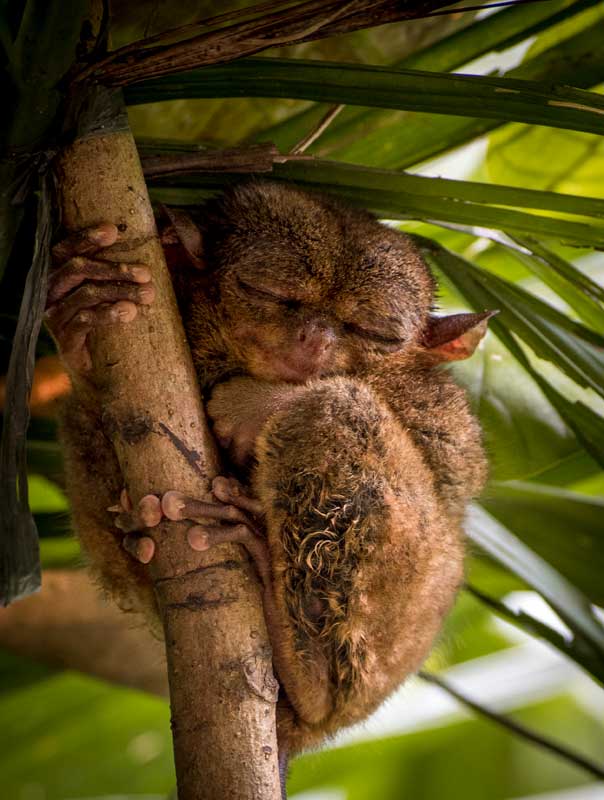 philippines-landmarks-tarsier
