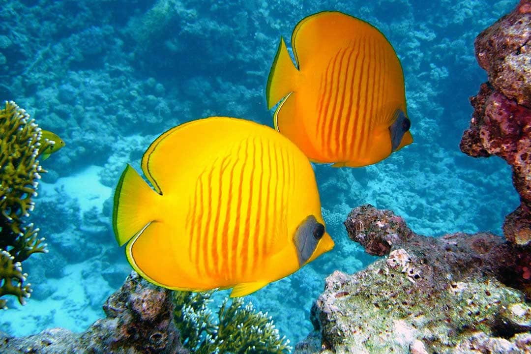 two-yellow-fish-underwater