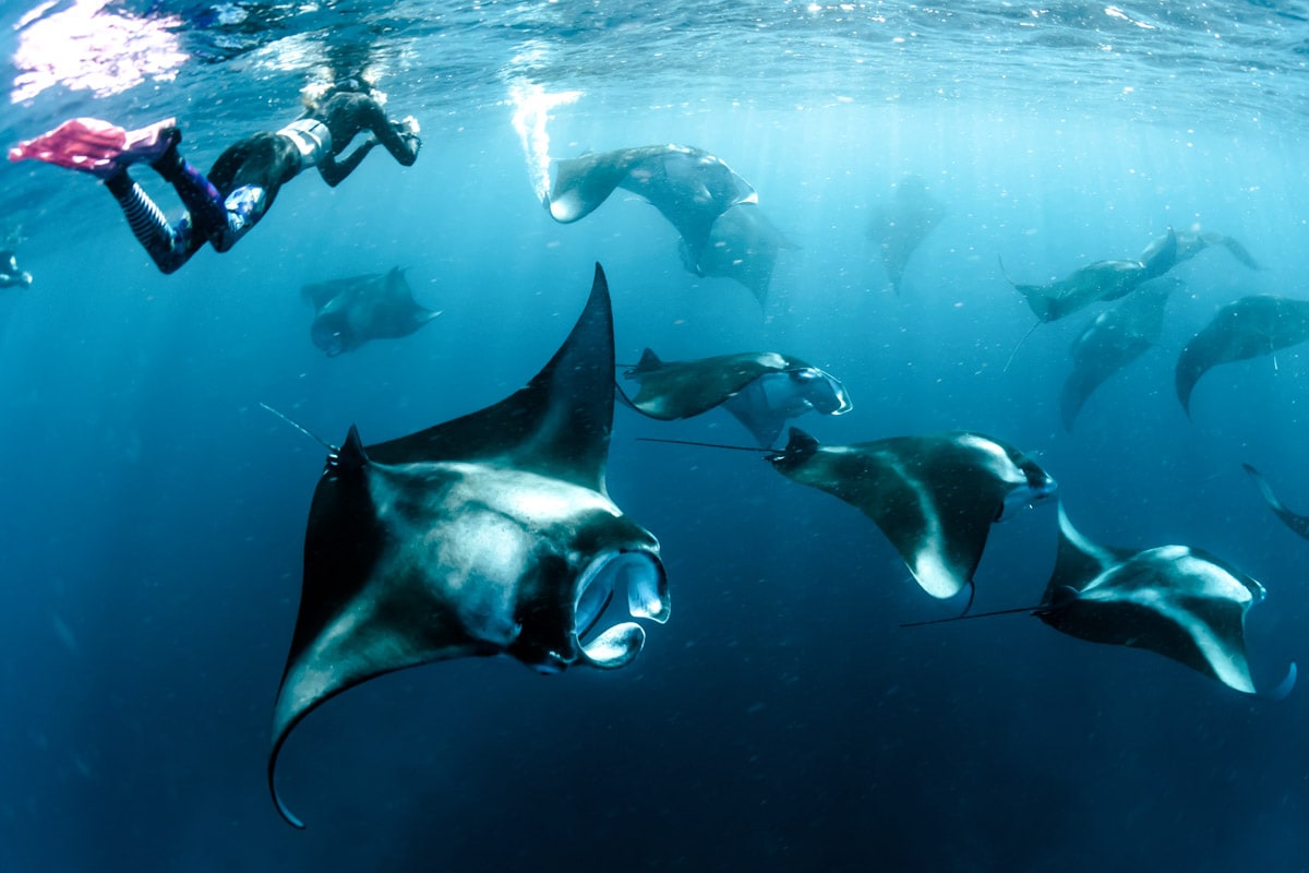 bali-bucket-list--diving-ith-manta-rays