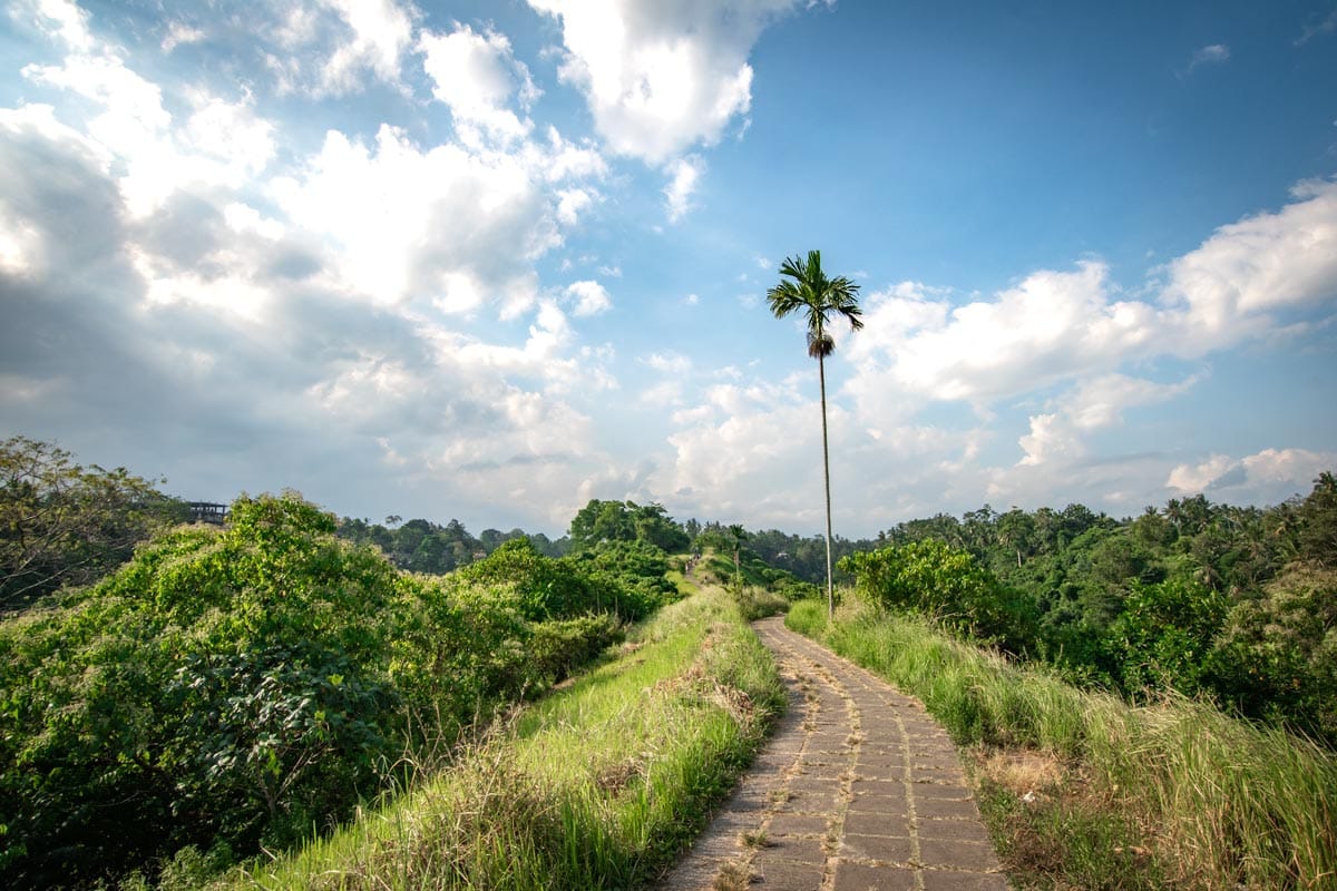 bali-bucket-list---lone-palm-on-the-ridge-walk