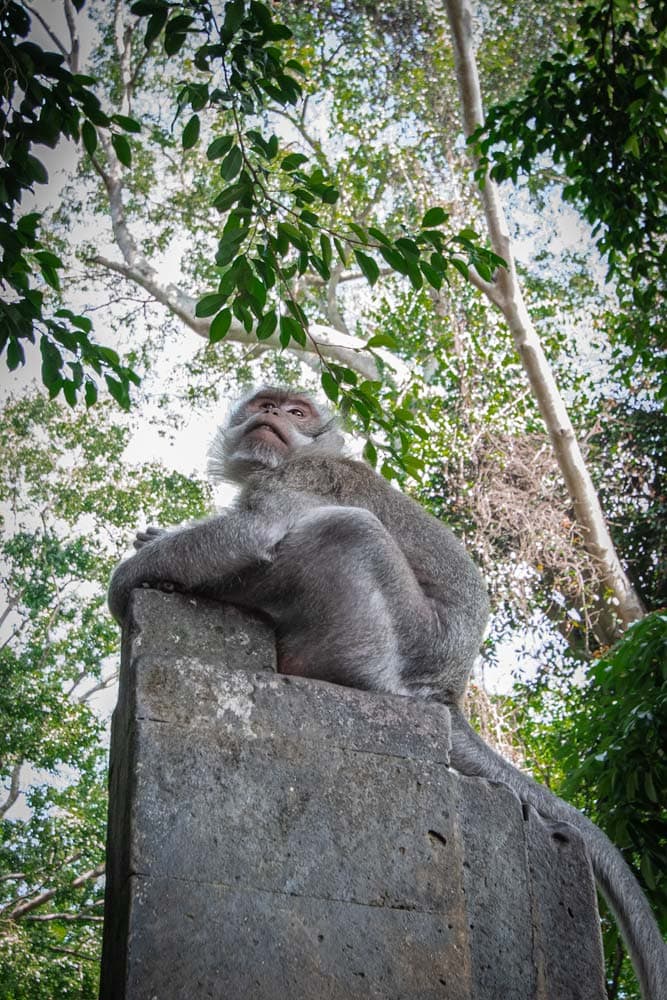 bali-bucket-list---monkey-on-a-stone