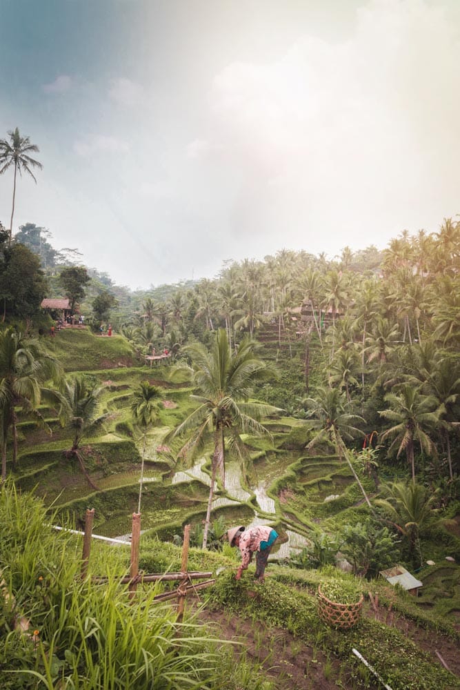 bali-bucket-list-rice-terraces-at-sunrise