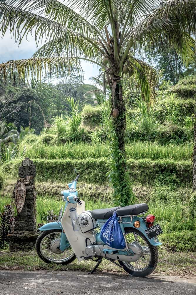 blue-scooter-in-the-jungle