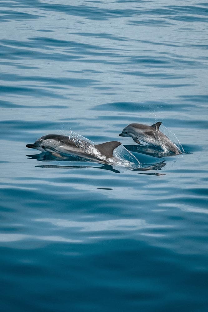 jumping-dolphins-in-the-ocean