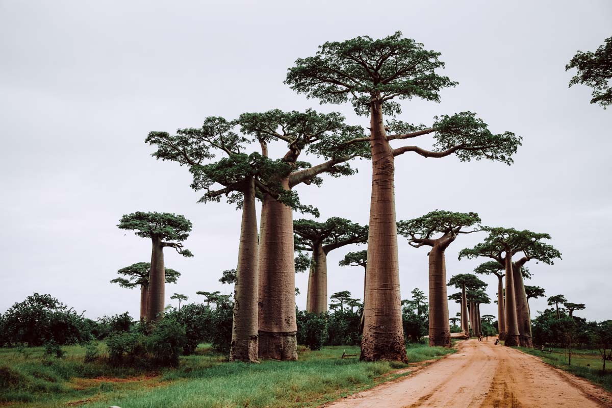 african landmarks - madagascar-baobabs